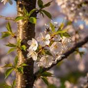 Prunus Avium branch with white flowers & green leaves, sunlit against a blurred background, highlighting the bark. UK Native Wildlife-Friendly.